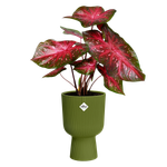 vibes fold coupe 14cm fern green